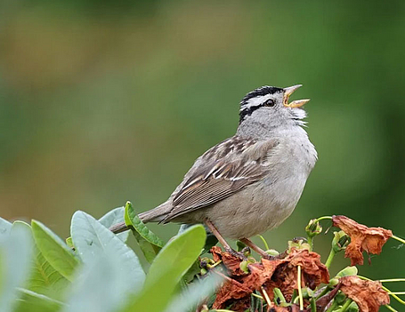 singender Spatz